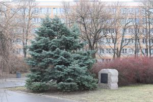 Od strony Placu na Rozdrożu głaz zasłonięty jest przez drzewo.